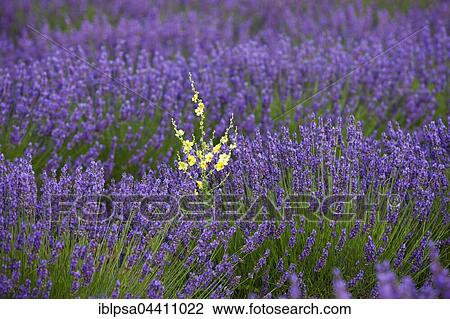 Blooming lavender (Lavandula angustifolia) field, Plateau de Valensole, Alpes-de-Haute-Provence, Provence-Alpes-Côte d'Azur, France, Europe View Large Photo Image Stock Image - Blooming lavender (Lavandula angustifolia) field, Plateau de Valensole, Alpes-de-Haute-Provence, Provence-Alpes-Côte d'Azur, France, Europe. Fotosearch
