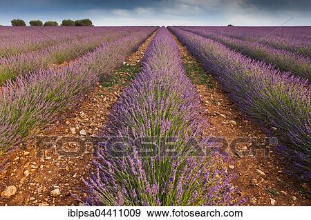 Stock Photo - Blooming lavender (Lavandula angustifolia) field, Plateau de Valensole, Alpes-de-Haute-Provence, Provence-Alpes-Côte d'Azur, France, Europe. Fotosearch