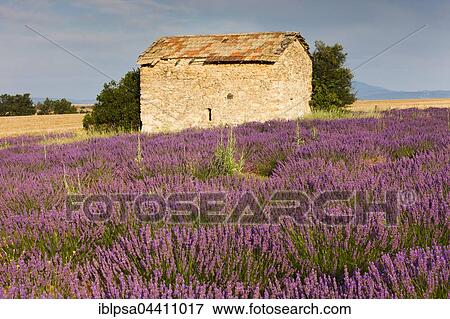 Blooming lavender (Lavandula angustifolia) field, stone house, Plateau de Valensole, Alpes-de-Haute-Provence, Provence-Alpes-Côte d'Azur, France, Europe View Large Photo Image Stock Photo - Blooming lavender (Lavandula angustifolia) field, stone house, Plateau de Valensole, Alpes-de-Haute-Provence, Provence-Alpes-Côte d'Azur, France, Europe. Fotosearch