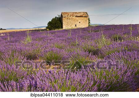 Blooming lavender (Lavandula angustifolia) field, stone house, Plateau de Valensole, Alpes-de-Haute-Provence, Provence-Alpes-Côte d'Azur, France, Europe View Large Photo Image Stock Photo - Blooming lavender (Lavandula angustifolia) field, stone house, Plateau de Valensole, Alpes-de-Haute-Provence, Provence-Alpes-Côte d'Azur, France, Europe. Fotosearch