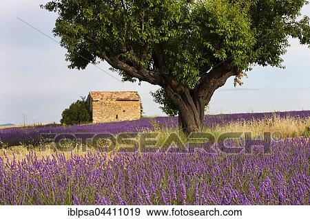 Blooming lavender (Lavandula angustifolia) field, stone house, Plateau de Valensole, Alpes-de-Haute-Provence, Provence-Alpes-Côte d'Azur, France, Europe View Large Photo Image Stock Photo - Blooming lavender (Lavandula angustifolia) field, stone house, Plateau de Valensole, Alpes-de-Haute-Provence, Provence-Alpes-Côte d'Azur, France, Europe. Fotosearch