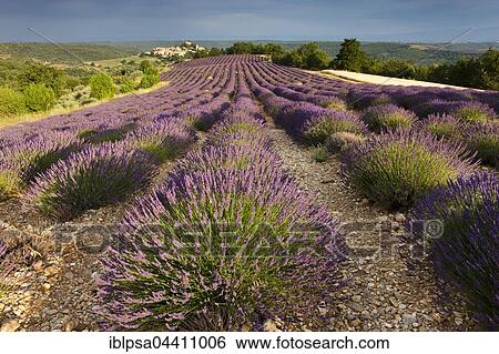 Blooming lavender (Lavandula angustifolia) field, village of Entrevennes behind, Alpes-de-Haute-Provence, Provence-Alpes-Côte d'Azur, France, Europe View Large Photo Image Stock Photograph - Blooming lavender (Lavandula angustifolia) field, village of Entrevennes behind, Alpes-de-Haute-Provence, Provence-Alpes-Côte d'Azur, France, Europe. Fotosearch