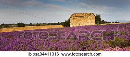 Blooming lavender (Lavandula angustifolia) field, stone house, Plateau de Valensole, Alpes-de-Haute-Provence, Provence-Alpes-Côte d'Azur, France, Europe View Large Photo Image Stock Photograph - Blooming lavender (Lavandula angustifolia) field, stone house, Plateau de Valensole, Alpes-de-Haute-Provence, Provence-Alpes-Côte d'Azur, France, Europe. Fotosearch