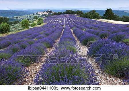 Stock Photography - Blooming lavender (Lavandula angustifolia) field, village of Entrevennes behind, Alpes-de-Haute-Provence, Provence-Alpes-Côte d'Azur, France, Europe. Fotosearch