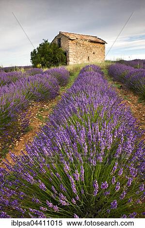 Blooming lavender (Lavandula angustifolia) field, stone house, Plateau de Valensole, Alpes-de-Haute-Provence, Provence-Alpes-Côte d'Azur, France, Europe View Large Photo Image Stock Photography - Blooming lavender (Lavandula angustifolia) field, stone house, Plateau de Valensole, Alpes-de-Haute-Provence, Provence-Alpes-Côte d'Azur, France, Europe. Fotosearch