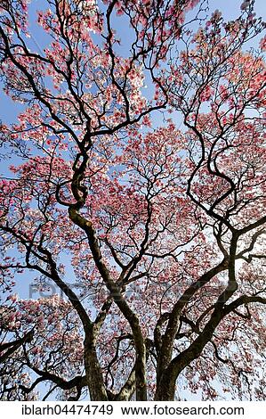 Blooming magnolia (Magnolia), Stuttgart, Baden-Württemberg, Germany, Europe View Large Photo Image Stock Photo - Blooming magnolia (Magnolia), Stuttgart, Baden-Württemberg, Germany, Europe. Fotosearch