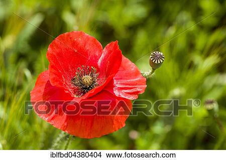 Blossom of red poppies in Val d’Orcia, San Giovanni d’Asso, Tuscany, Italy, Europe View Large Photo Image Picture - Blossom of red poppies in Val d’Orcia, San Giovanni d’Asso, Tuscany, Italy, Europe. Fotosearch