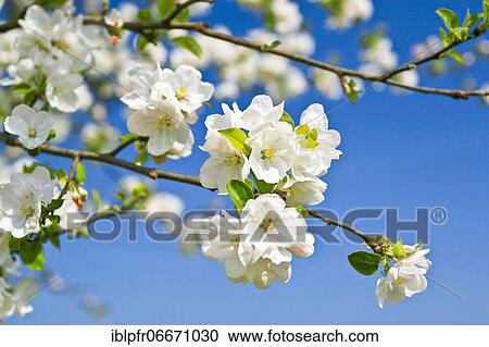 Blossoming apple tree, apple tree blossom, spring, Oetwil am See, Zurich, Switzerland, Europe View Large Photo Image Stock Image - Blossoming apple tree, apple tree blossom, spring, Oetwil am See, Zurich, Switzerland, Europe. Fotosearch