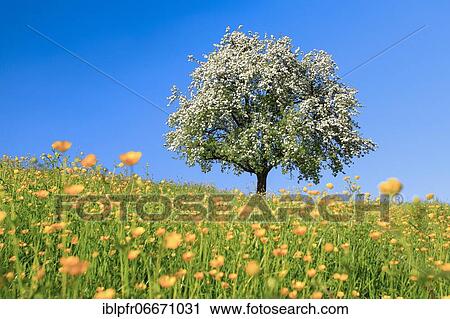 Blossoming apple tree in spring, Switzerland, Europe View Large Photo Image Stock Image - Blossoming apple tree in spring, Switzerland, Europe. Fotosearch