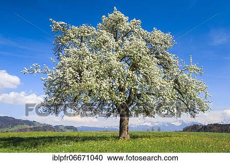 Blossoming apple tree in spring, Switzerland, Europe View Large Photo Image Stock Image - Blossoming apple tree in spring, Switzerland, Europe. Fotosearch