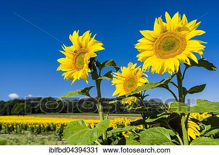 Blossoms of common sunflowers (Helianthus annuus), Saxony, Germany, Europe View Large Photo Image Stock Image - Blossoms of common sunflowers (Helianthus annuus), Saxony, Germany, Europe. Fotosearch