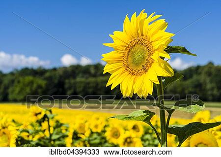 Stock Image - Blossoms of common sunflowers (Helianthus annuus) in a sunflower field, Saxony, Germany, Europe. Fotosearch