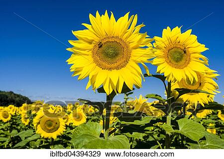 Blossoms of common sunflowers (Helianthus annuus) in a sunflower field, Saxony, Germany, Europe View Large Photo Image Stock Photo - Blossoms of common sunflowers (Helianthus annuus) in a sunflower field, Saxony, Germany, Europe. Fotosearch