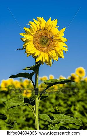 Blossoms of common sunflowers (Helianthus annuus) in a sunflower field, Saxony, Germany, Europe View Large Photo Image Stock Photograph - Blossoms of common sunflowers (Helianthus annuus) in a sunflower field, Saxony, Germany, Europe. Fotosearch