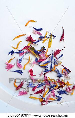 Stock Photo - Blue leaf in wooden spoon, edible blue stain, Centaurea cyanus, Calendula officinalis, Helianthus annuus. Fotosearch