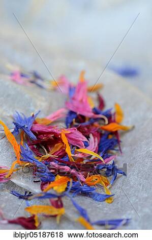 Blue leaf in wooden spoon, edible blue stain, Centaurea cyanus, Calendula officinalis, Helianthus annuus View Large Photo Image Stock Photo - Blue leaf in wooden spoon, edible blue stain, Centaurea cyanus, Calendula officinalis, Helianthus annuus. Fotosearch