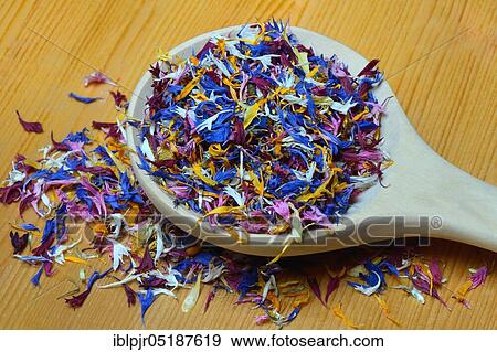 Stock Photo - Blue leaf in wooden spoon, edible blue stain, Centaurea cyanus, Calendula officinalis, Helianthus annuus. Fotosearch