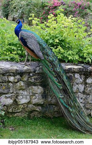 Blue Peacock, Pavo cristatus View Large Photo Image Stock Image - Blue Peacock, Pavo cristatus. Fotosearch