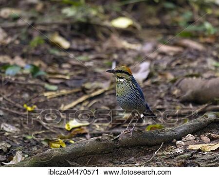 Blue pitta (Hydrornis cyaneus), male, Kaeng Krachan National Park, Thailand, Asia View Large Photo Image Stock Image - Blue pitta (Hydrornis cyaneus), male, Kaeng Krachan National Park, Thailand, Asia. Fotosearch
