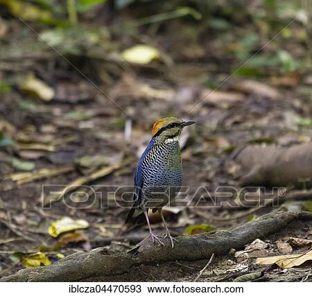 Blue pitta (Hydrornis cyaneus), male, Kaeng Krachan National Park, Thailand, Asia View Large Photo Image Stock Image - Blue pitta (Hydrornis cyaneus), male, Kaeng Krachan National Park, Thailand, Asia. Fotosearch