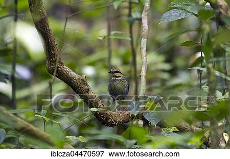 Blue pitta (Hydrornis cyaneus) sitting in tree, male Kaeng Krachan National Park, Thailand, Asia View Large Photo Image Stock Photo - Blue pitta (Hydrornis cyaneus) sitting in tree, male Kaeng Krachan National Park, Thailand, Asia. Fotosearch