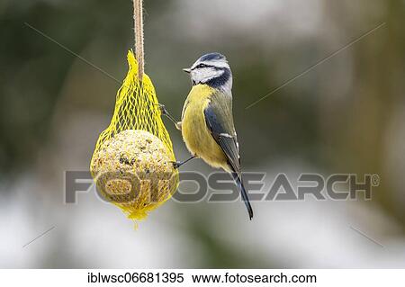 Blue Tit (Parus caeruleus) at titmouse dumpling, Germany, Europe View Large Photo Image Stock Photography - Blue Tit (Parus caeruleus) at titmouse dumpling, Germany, Europe. Fotosearch