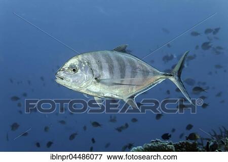 Blue trevally (Carangoides ferdau), Fish, Indian Ocean, Maldives, Asia View Large Photo Image Stock Photo - Blue trevally (Carangoides ferdau), Fish, Indian Ocean, Maldives, Asia. Fotosearch