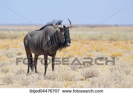 Blue wildebeest (Connochaetes taurinus), male standing in the arid steppe, Etosha National Park, Namibia, Africa View Large Photo Image Stock Photo - Blue wildebeest (Connochaetes taurinus), male standing in the arid steppe, Etosha National Park, Namibia, Africa. Fotosearch