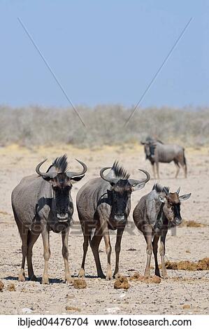 Blue wildebeests (Connochaetes taurinus), adults and young standing on arid ground, Etosha National Park, Namibia, Africa View Large Photo Image Picture - Blue wildebeests (Connochaetes taurinus), adults and young standing on arid ground, Etosha National Park, Namibia, Africa. Fotosearch