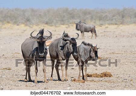 Blue wildebeests (Connochaetes taurinus), adults and young standing on arid ground, Etosha National Park, Namibia, Africa View Large Photo Image Stock Image - Blue wildebeests (Connochaetes taurinus), adults and young standing on arid ground, Etosha National Park, Namibia, Africa. Fotosearch