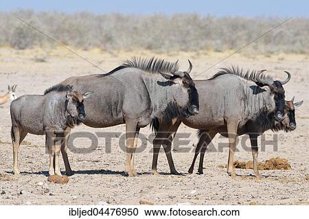 Blue wildebeests (Connochaetes taurinus), two adults and two young standing on arid ground, Etosha National Park, Namibia, Africa View Large Photo Image Stock Image - Blue wildebeests (Connochaetes taurinus), two adults and two young standing on arid ground, Etosha National Park, Namibia, Africa. Fotosearch