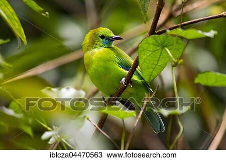 Blue-winged leafbird (Chloropsis cochinchinensis), female perched on branch, camouflaged amongst leaves, Kaeng Krachan National Park, Thailand, Asia View Large Photo Image Stock Image - Blue-winged leafbird (Chloropsis cochinchinensis), female perched on branch, camouflaged amongst leaves, Kaeng Krachan National Park, Thailand, Asia. Fotosearch