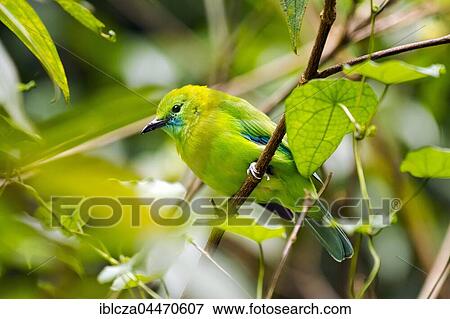 Stock Photo - Blue-winged leafbird (Chloropsis cochinchinensis), female perched on branch, camouflaged amongst leaves, Kaeng Krachan National Park, Thailand, Asia. Fotosearch