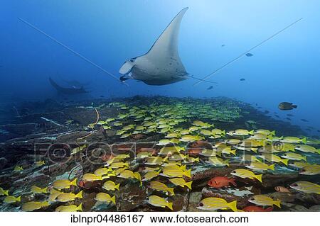 Bluestripe snapper (Lutjanus kasmira), Reef manta ray (Manta alfredi), Indian Ocean, Maldives, Asia View Large Photo Image Stock Photo - Bluestripe snapper (Lutjanus kasmira), Reef manta ray (Manta alfredi), Indian Ocean, Maldives, Asia. Fotosearch