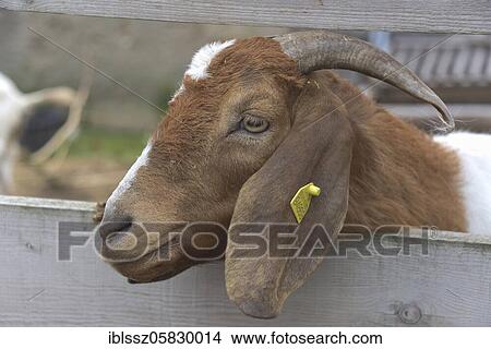 Boer goat, billy goat looking through between wooden fence, portrait, Germany, Europe View Large Photo Image Picture - Boer goat, billy goat looking through between wooden fence, portrait, Germany, Europe. Fotosearch