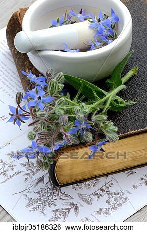 Stock Photograph - Borage (Borago officinalis), on old book and rubbing bowl with flowers. Fotosearch