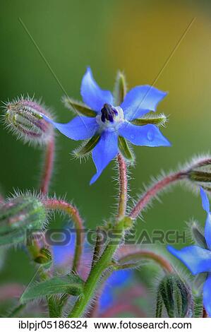 Picture - Borage (Borago officinalis). Fotosearch