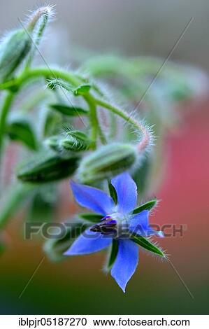 Borage (Borago officinalis) View Large Photo Image Stock Image - Borage (Borago officinalis). Fotosearch