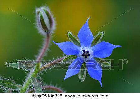 Borage (Borago officinalis) View Large Photo Image Stock Photography - Borage (Borago officinalis). Fotosearch