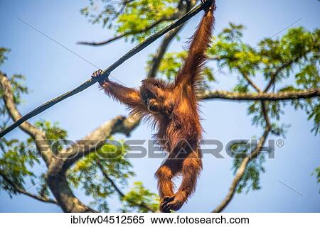 Stock Photography - Bornean orangutan (Pongo pygmaeus), branchiation, climbing on a rope, captive, Singapore Zoo, Singapore, Asia. Fotosearch