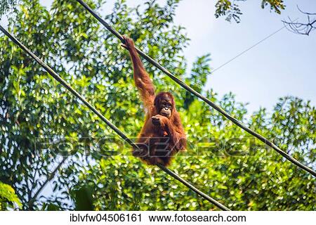 Stock Image - Borneo orangutan (Pongo pygmaeus) sitting on a rope, captive, Singapore zoo, Singapore, Asia. Fotosearch