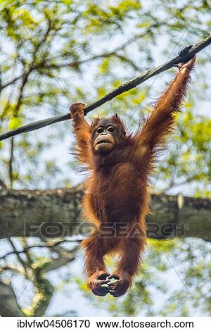 Borneo Orangutan (Pongo pygmaeus) hanging on a rope, climbing, captive, Singapore zoo, Singapore, Asia View Large Photo Image Stock Image - Borneo Orangutan (Pongo pygmaeus) hanging on a rope, climbing, captive, Singapore zoo, Singapore, Asia. Fotosearch