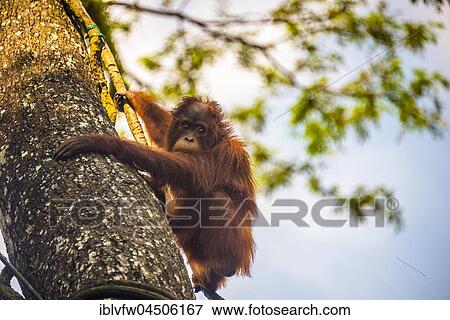 Borneo Orangutan (Pongo pygmaeus) climbs up a tree, captive, Singapore zoo, Singapore, Asia View Large Photo Image Stock Photo - Borneo Orangutan (Pongo pygmaeus) climbs up a tree, captive, Singapore zoo, Singapore, Asia. Fotosearch