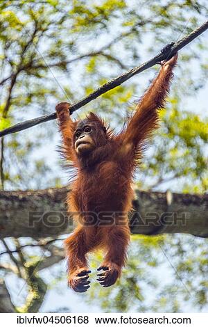 Borneo Orangutan (Pongo pygmaeus) hanging on a rope, climbing, captive, Singapore zoo, Singapore, Asia View Large Photo Image Stock Photo - Borneo Orangutan (Pongo pygmaeus) hanging on a rope, climbing, captive, Singapore zoo, Singapore, Asia. Fotosearch