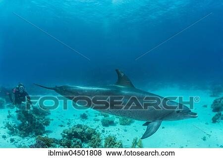 Bottlenose dolphin (Tursiops truncatus), Red Sea, Egypt, Africa View Large Photo Image Stock Photo - Bottlenose dolphin (Tursiops truncatus), Red Sea, Egypt, Africa. Fotosearch