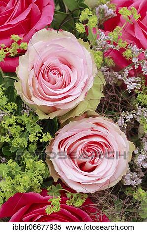 Bouquet Detail, Flower Arrangement View Large Photo Image Stock Photography - Bouquet Detail, Flower Arrangement. Fotosearch