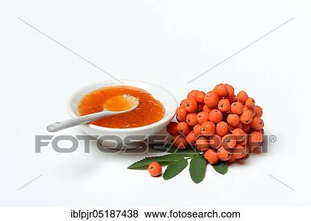 Bowl with rowanberry jam and n ( Sorbus aucuparia) View Large Photo Image Stock Photo - Bowl with rowanberry jam and n ( Sorbus aucuparia). Fotosearch