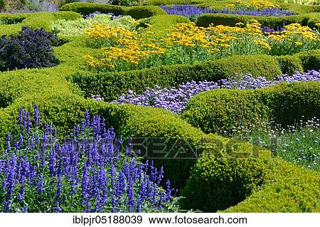 Boxwood hedge with flowers, Buxus sempervirens, bordering View Large Photo Image Stock Photo - Boxwood hedge with flowers, Buxus sempervirens, bordering. Fotosearch