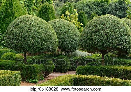 Stock Photo - Boxwood, topiary, Buxus sempervirens. Fotosearch