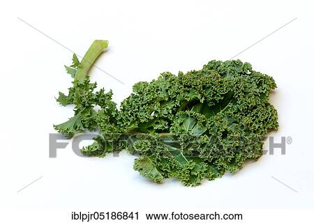 Brassica oleracea, curly cabbage, spring cabbage, winter cabbage ( Brassica oleracea acephala var. sabellica) View Large Photo Image Stock Image - Brassica oleracea, curly cabbage, spring cabbage, winter cabbage ( Brassica oleracea acephala var. sabellica). Fotosearch